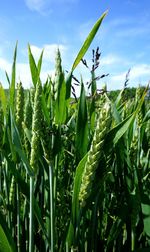 Close-up of plants growing in field
