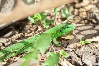 Close-up of lizard on field