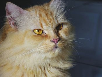 Close-up portrait of a cat