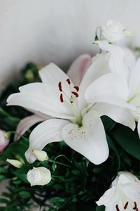 Close-up of white flowering plant