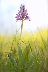 Close-up of flowers blooming in field