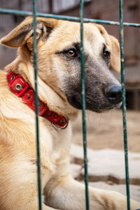 Close-up of dog