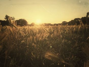 Scenic view of wheat field against sky at sunset