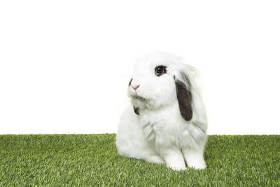 Close-up of a sheep on grass