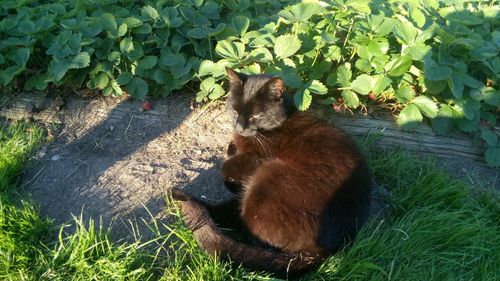 Cat sitting on grass