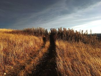 Grass on field against sky