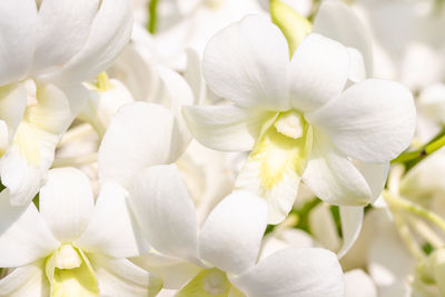Close-up of white flowering plant