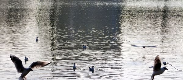 Bird flying over water