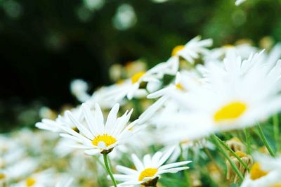 Close-up of white daisy blooming outdoors