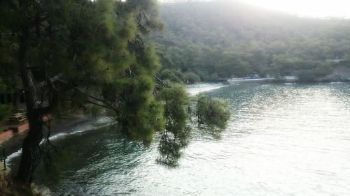 Scenic view of river in forest