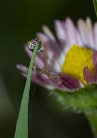 Close-up of wet purple flowering plant