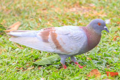 Close-up of pigeon on field