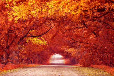 Road amidst trees during autumn