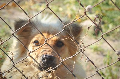 Close-up portrait of dog