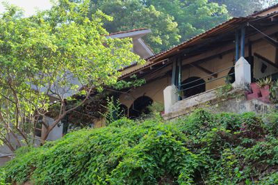 Trees growing in house