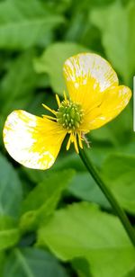 Close-up of yellow flower blooming outdoors