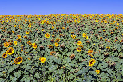 Scenic view of sunflower field against clear sky