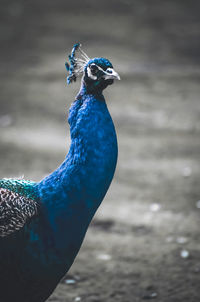 Close-up of peacock