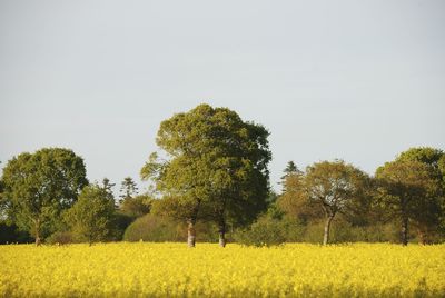 Scenic view of field against clear sky