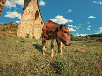 Brown calf on pasture beside the old bridge in the village