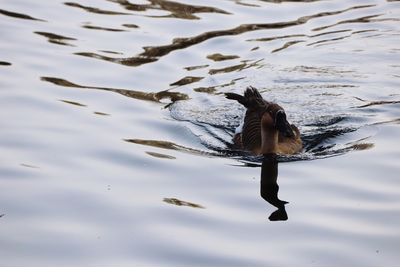 High angle view of duck swimming in lake