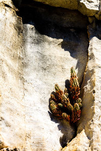 Close-up of plant on rock