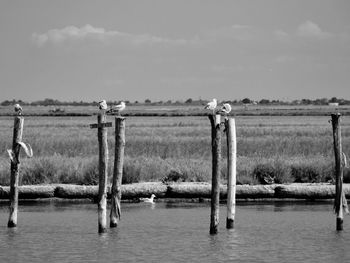 View of birds in water