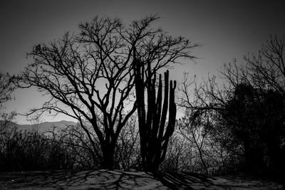 Bare trees on landscape at sunset