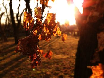 Close-up of leaves on tree during sunset