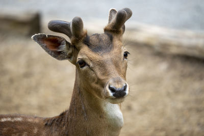 Close-up of deer