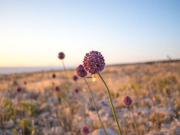 Close-up of flowering plant on field against sky