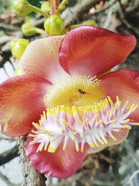 Close-up of red flowers