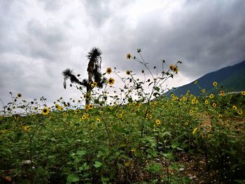 Plants growing on field against sky