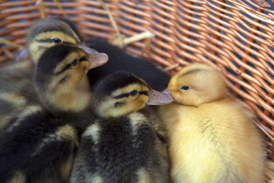 Close-up of ducklings