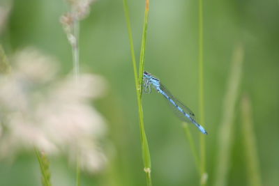 Close-up of insect on plant