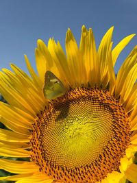 Close-up of sunflower