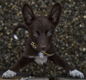 Portrait of black dog on land