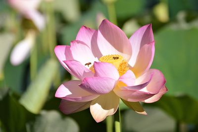 Close-up of pink water lily