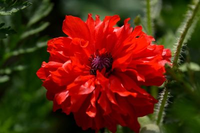 Close-up of red hibiscus blooming outdoors