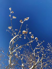 Low angle view of bare tree against blue sky