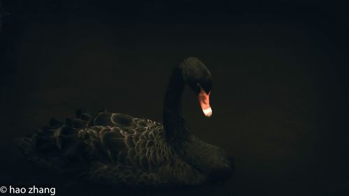 Close-up of swan swimming in lake