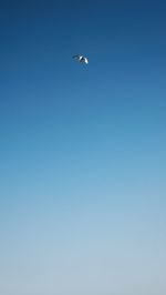 Low angle view of seagull flying in sky