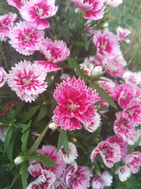 Close-up of pink flowering plants