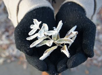 Cropped hands holding frozen leaves during winter