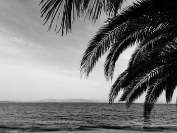 Palm tree on beach against clear sky