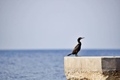 Seagull perching on retaining wall against sea