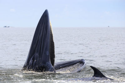 Close-up of whale hunting in sea