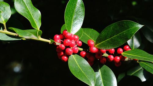 Close-up of red berries growing on plant