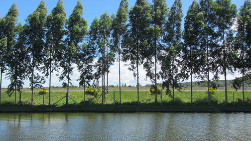 Scenic view of grassy field against sky