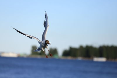 Seagull flying in the sky